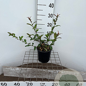 Chaenomeles spec. 'Nivalis' 30-40 cm 2,5L