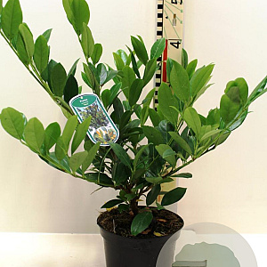Prunus l. 'Mano' 30-40 cm 3,0L