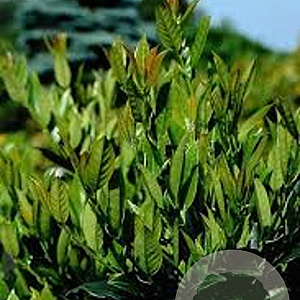 Prunus l. 'Mano' 40-50 cm 3,0L