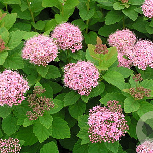 Spiraea densiflora 30-40 cm C1.3