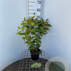 Weigela 'Wings of Fire' 40-50 cm 2,5L