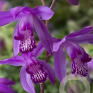 Bletilla striata GM P9