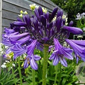 Agapanthus 'Black Pantha' GM P9
