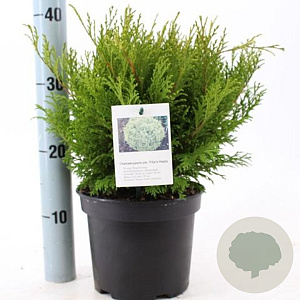 Chamaecyparis p. 'Filip's Hap. Day' 25-30 cm 3,0L