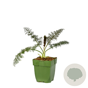 Foeniculum vulgare 'Rubrum' GM  P11