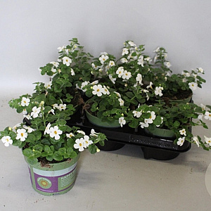 Bacopa Wit GM P12