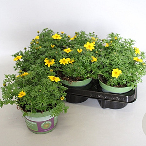 Bidens Sixbie Sun GM P12