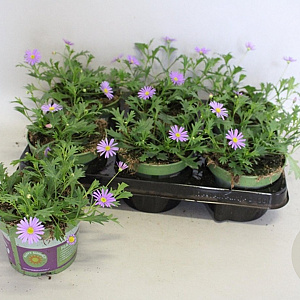 Brachyscome brasco Violet GM P12