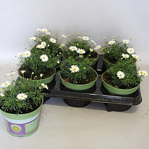 Brachyscome surdaisy White GM P12