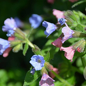 Pulmonaria angustifolia 'Azurea' GM P9