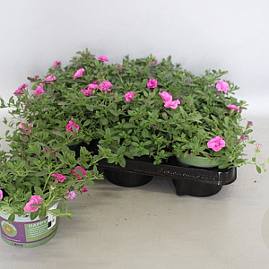 Calibrachoa Double Pink GM P12