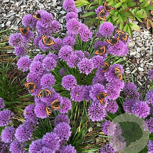 Allium 'Lavender Bubbles' 45 cm P19