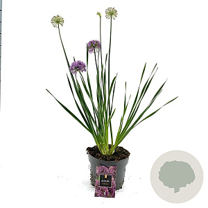 Allium 'Millenium' 35 cm 3,0L