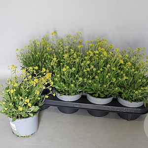 Alyssum Saxatilis 20 cm P13