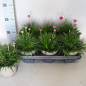 Armeria maritima Rose 25 cm P12