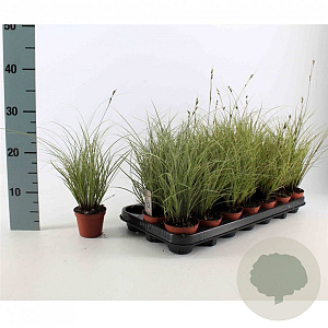 Carex brunnea 'Jubilo' 30 cm op P12