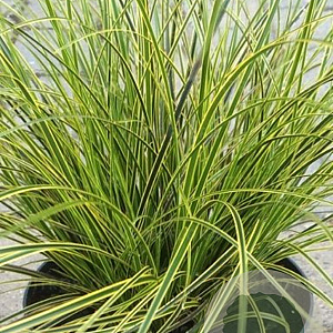 Carex brunnea 'Lady Sunshine' 30 cm op P12