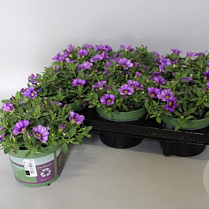 Calibrachoa Blue 15 cm P12