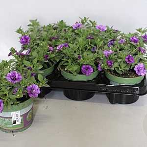 Calibrachoa Double Blue 15 cm P12