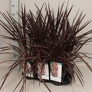 Cordyline aus. Burgundy Spire 85 cm P17