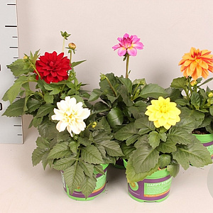 Dahlia divers 25 cm P12