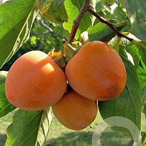 Diospyros duclouxii 25 cm P12