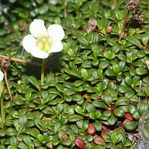 Diapensia lapponica 20 cm P12