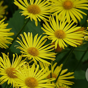 Doronicum orientale Yellow 25 cm P12