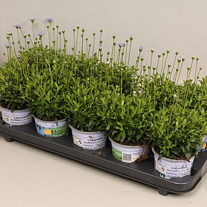 Felicia amelloides 25 cm P11