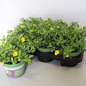 Calibrachoa Noa Yellow 15 cm P12