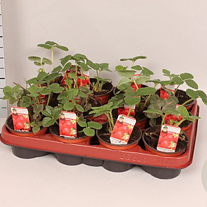 Aardbei / Fragaria 9cm Divers 20 cm P9