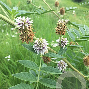 Glycyrrhiza echinata 20 cm P12