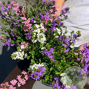 Happy Colours Scaevola Trio 15 cm P12