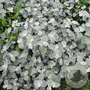 Helichrysum Petiolara Silver 15 cm P9