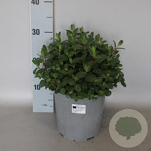 Mentha 35 cm P18