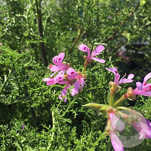 Pelargonium denticulatum 25 cm P12