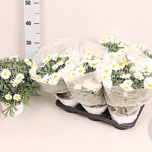 Struikmargriet Klein White 25 cm P14