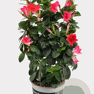 Sundaville 19 cm Rek Rose 70 cm P19