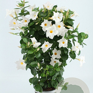 Sundaville 19 cm Rek White Pearl 70 cm P19