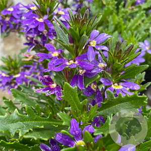 Scaevola Indigo 25 cm P12