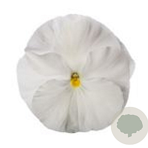 Viola Grootbloeming wit GM P9