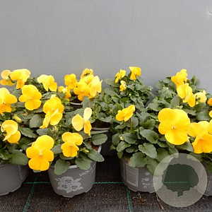 viola hybrida kleinbloemig geel GM P9