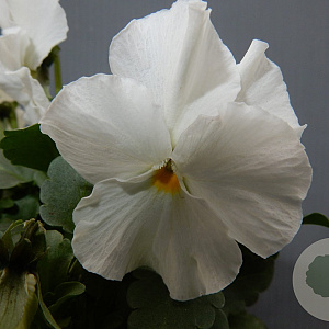 viola hybrida kleinbloemig wit GM P9