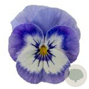 Viola kleinbloemig blauw wit GM P9