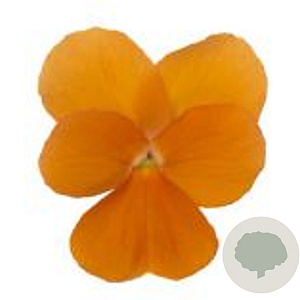 Viola kleinbloemig oranje GM P9