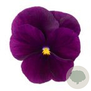 Viola kleinbloemig paars GM P9