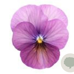 Viola kleinbloemig roze GM P9