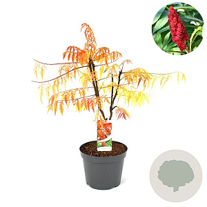 Rhus typhina Tiger Eyes 60-80 cm 10L struik