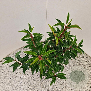 Prunus l. 'Angustifolia' 40-45 cm 3,0L