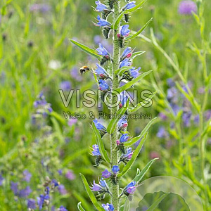 Echium vulgare GM P9